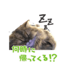 じゃじゃまると飼い主♂♀（個別スタンプ：7）