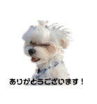 トリミング後けむくじゃらの☆IKE☆（個別スタンプ：4）