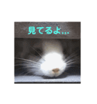 Matthew...（個別スタンプ：14）