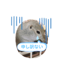 小太郎のいる生活（個別スタンプ：6）