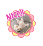 chiroruでーす♡（個別スタンプ：3）