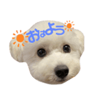 ウタの日常スタンプ（個別スタンプ：1）