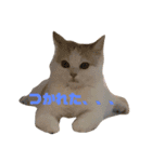 いえにいるねこ（個別スタンプ：1）