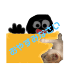 いえにいるねこ（個別スタンプ：3）