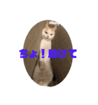 いえにいるねこ（個別スタンプ：7）