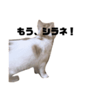 いえにいるねこ（個別スタンプ：8）