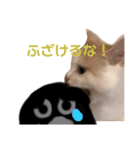 いえにいるねこ（個別スタンプ：11）