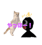 いえにいるねこ（個別スタンプ：12）