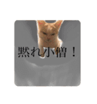 いえにいるねこ（個別スタンプ：13）