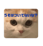 いえにいるねこ（個別スタンプ：14）