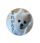 ぎんちゃんとかえちゃん（個別スタンプ：7）
