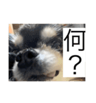 ぎんちゃんとかえちゃん（個別スタンプ：12）