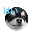 ぎんちゃんとかえちゃん（個別スタンプ：16）