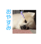 ぎんちゃんとかえちゃん（個別スタンプ：19）