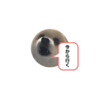ぎんちゃんとかえちゃん（個別スタンプ：31）