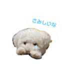 我が家のばにらちゃんスタンプ（個別スタンプ：1）