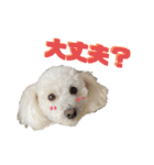 我が家のばにらちゃんスタンプ（個別スタンプ：12）