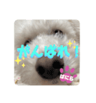 我が家のばにらちゃんスタンプ（個別スタンプ：16）