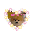 ポメラニアンのとろふわ（個別スタンプ：2）