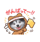 ポメラニアンのとろふわ（個別スタンプ：13）