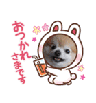 ポメラニアンのとろふわ（個別スタンプ：16）