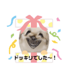 私、かぼす（個別スタンプ：13）