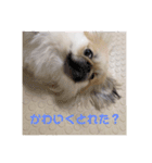 私、かぼす（個別スタンプ：24）