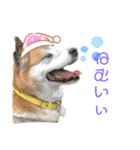 ごんた＆くろ（個別スタンプ：4）