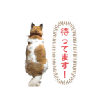 ごんた＆くろ（個別スタンプ：6）