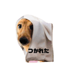 かわいい犬の旅に出よう（個別スタンプ：2）