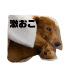 かわいい犬の旅に出よう（個別スタンプ：4）
