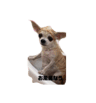 かわいい犬の旅に出よう（個別スタンプ：5）