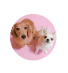 かわいい犬の旅に出よう（個別スタンプ：6）