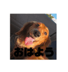 かわいい犬の旅に出よう（個別スタンプ：7）