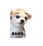 かわいい犬の旅に出よう（個別スタンプ：8）