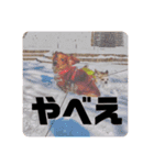 かわいい犬の旅に出よう（個別スタンプ：9）