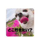 かわいい犬の旅に出よう（個別スタンプ：10）