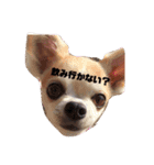 かわいい犬の旅に出よう（個別スタンプ：11）