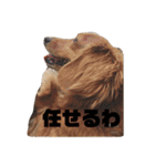 かわいい犬の旅に出よう（個別スタンプ：12）