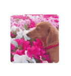 かわいい犬の旅に出よう（個別スタンプ：13）
