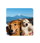 かわいい犬の旅に出よう（個別スタンプ：14）