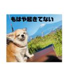 かわいい犬の旅に出よう（個別スタンプ：15）