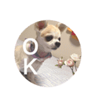 かわいい犬の旅に出よう（個別スタンプ：16）