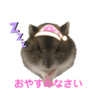 ハムスター専用スタンプ★（個別スタンプ：5）