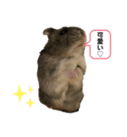 ハムスター専用スタンプ★（個別スタンプ：10）