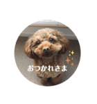 ベニちゃん①（個別スタンプ：11）