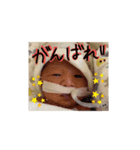 shuたん1（個別スタンプ：5）