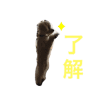 トイ・プードル リリちゃん（個別スタンプ：8）