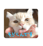 そら【子猫】（個別スタンプ：1）