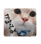 そら【子猫】（個別スタンプ：2）